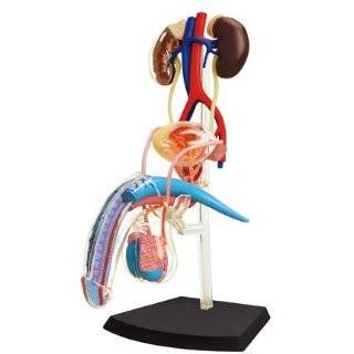   4D Vision Human Female Reproductive Anatomy Model: Toys & Games