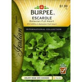  Escarole Broadleaf Batavian Heirloom Seeds 250 Seeds 