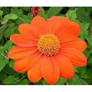  Painted Daisy   200 + Mixed Seeds Patio, Lawn & Garden