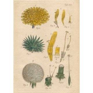 FERN Illustration by John Miller Botanical Studies from 1779. (Poster 