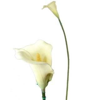 34 Elegant Realistic Single Stem Cream Calla Lily Wedding Flower 060