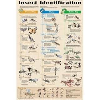  Butterflies of the World Educational Science Chart Poster 