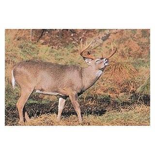 Tru Life Paper Targets   Deer Rut