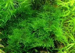 ALL sizes MARIMO MOSS BALLS Cladophora live aquarium plant fish