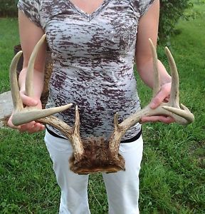 Big 130" Whitetail Deer Rack Sheds Shed Antlers Skull Mount Taxidermy Buck Horns