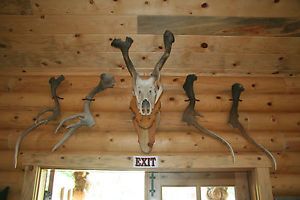 Six Very RARE Wild Freak Elk Antlers Sheds from Same Bull from May Idaho