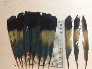 9 Turaco Tail Feathers Peyote pow WOW Native Fly Tying Fishing Native Craft