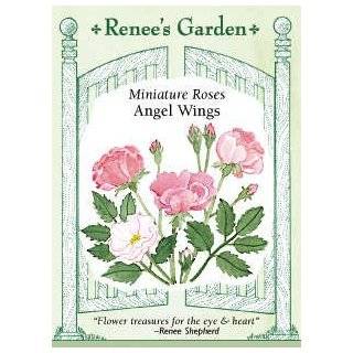  - 28762216_miniature-angel-wings-rose-10-seeds---perennial-patio