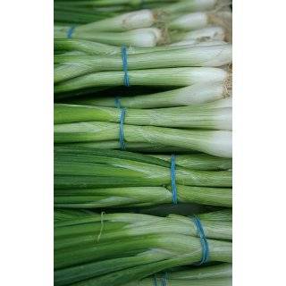 Evergreen Bunching Onion 200 Seeds   GARDEN FRESH PACK