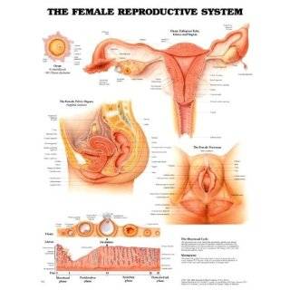 22x28) Female Reproductive System Educational Chart Poster Female 