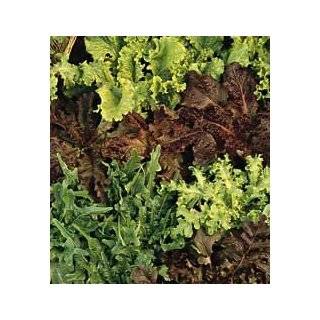  Red Acre Cabbage 200 Seeds   GARDEN FRESH PACK Patio 